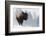 Bison Bull, Winter Storm-Ken Archer-Framed Photographic Print