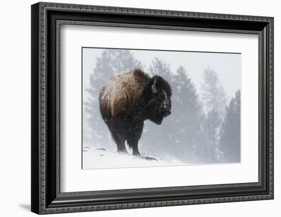 Bison Bull, Winter Storm-Ken Archer-Framed Photographic Print