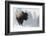 Bison Bull, Winter Storm-Ken Archer-Framed Photographic Print