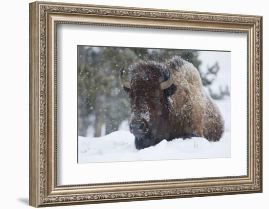 Bison Bull, Winter Storm-Ken Archer-Framed Photographic Print