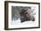 Bison Bull, Winter Storm-Ken Archer-Framed Photographic Print