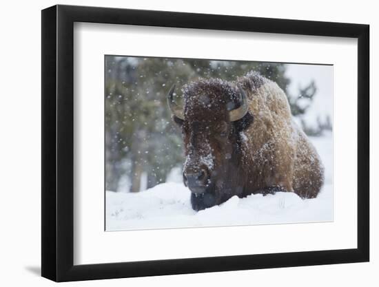 Bison Bull, Winter Storm-Ken Archer-Framed Photographic Print