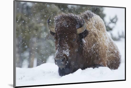 Bison Bull, Winter Storm-Ken Archer-Mounted Photographic Print