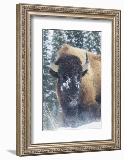 Bison Bull, winter wind and snowstorm-Ken Archer-Framed Photographic Print