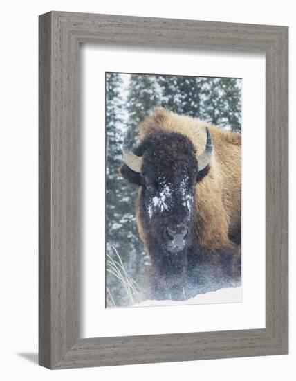 Bison Bull, winter wind and snowstorm-Ken Archer-Framed Photographic Print