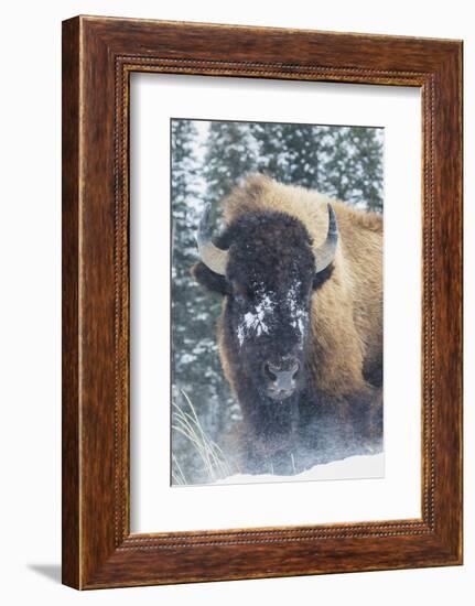 Bison Bull, winter wind and snowstorm-Ken Archer-Framed Photographic Print