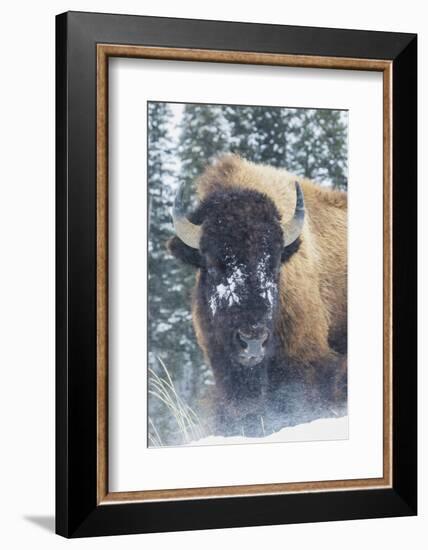 Bison Bull, winter wind and snowstorm-Ken Archer-Framed Photographic Print