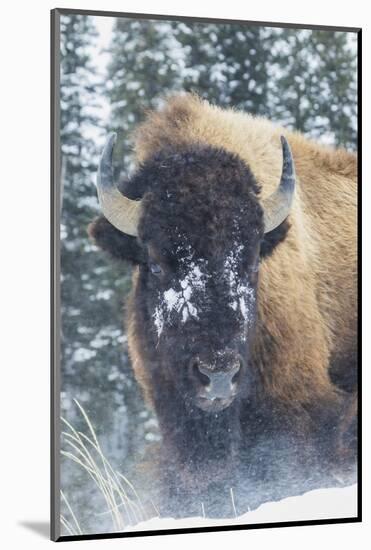 Bison Bull, winter wind and snowstorm-Ken Archer-Mounted Photographic Print