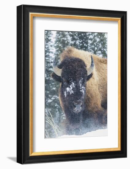 Bison Bull, winter wind and snowstorm-Ken Archer-Framed Photographic Print