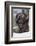 Bison Bull, Winter-Ken Archer-Framed Photographic Print