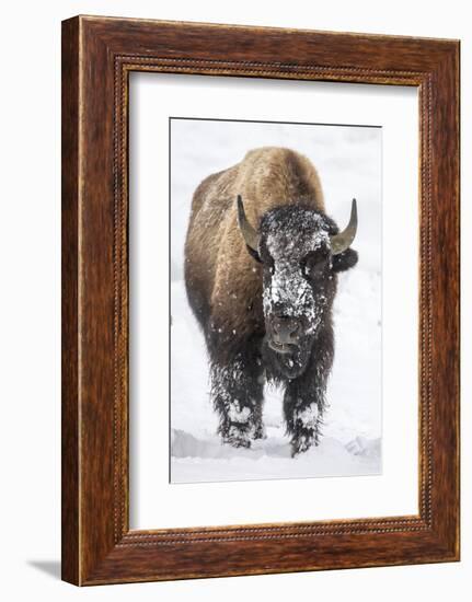 Bison bull with snowy face in Yellowstone National Park, Wyoming, USA-Chuck Haney-Framed Photographic Print