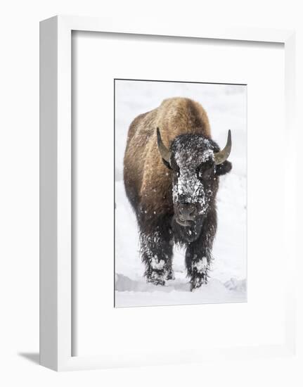 Bison bull with snowy face in Yellowstone National Park, Wyoming, USA-Chuck Haney-Framed Photographic Print