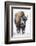 Bison bull with snowy face in Yellowstone National Park, Wyoming, USA-Chuck Haney-Framed Photographic Print