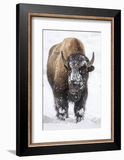 Bison bull with snowy face in Yellowstone National Park, Wyoming, USA-Chuck Haney-Framed Photographic Print