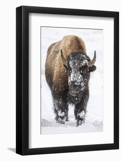 Bison bull with snowy face in Yellowstone National Park, Wyoming, USA-Chuck Haney-Framed Photographic Print