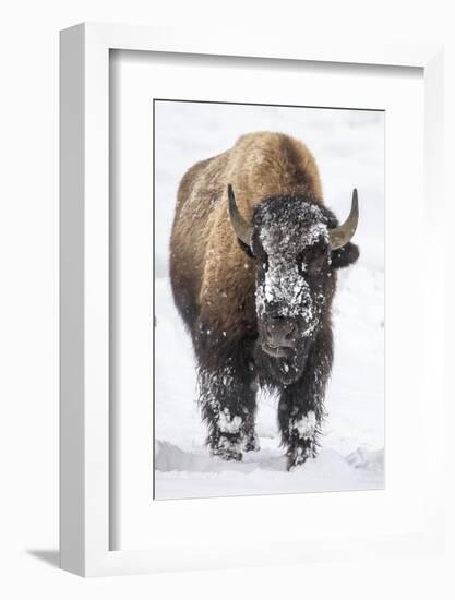 Bison bull with snowy face in Yellowstone National Park, Wyoming, USA-Chuck Haney-Framed Photographic Print