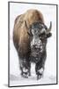 Bison bull with snowy face in Yellowstone National Park, Wyoming, USA-Chuck Haney-Mounted Photographic Print