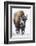 Bison bull with snowy face in Yellowstone National Park, Wyoming, USA-Chuck Haney-Framed Photographic Print