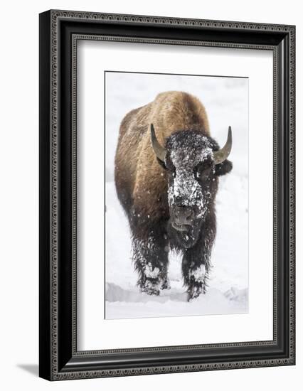 Bison bull with snowy face in Yellowstone National Park, Wyoming, USA-Chuck Haney-Framed Photographic Print