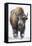 Bison bull with snowy face in Yellowstone National Park, Wyoming, USA-Chuck Haney-Framed Premier Image Canvas