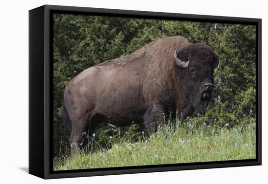 Bison Bull, Yellowstone National Park-Ken Archer-Framed Premier Image Canvas