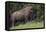 Bison Bull, Yellowstone National Park-Ken Archer-Framed Premier Image Canvas