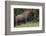 Bison Bull, Yellowstone National Park-Ken Archer-Framed Photographic Print