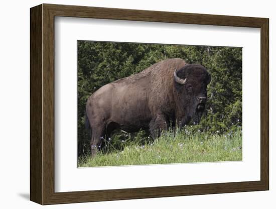 Bison Bull, Yellowstone National Park-Ken Archer-Framed Photographic Print