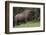 Bison Bull, Yellowstone National Park-Ken Archer-Framed Photographic Print