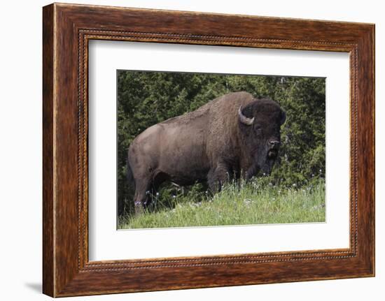 Bison Bull, Yellowstone National Park-Ken Archer-Framed Photographic Print