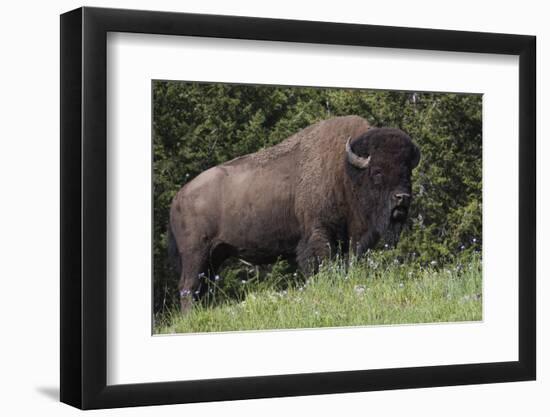 Bison Bull, Yellowstone National Park-Ken Archer-Framed Photographic Print