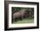 Bison Bull, Yellowstone National Park-Ken Archer-Framed Photographic Print