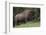 Bison Bull, Yellowstone National Park-Ken Archer-Framed Photographic Print