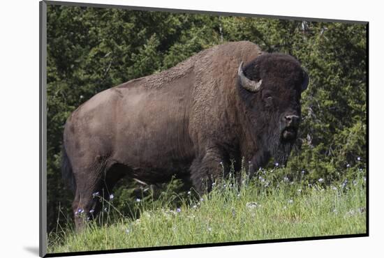 Bison Bull, Yellowstone National Park-Ken Archer-Mounted Photographic Print