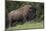 Bison Bull, Yellowstone National Park-Ken Archer-Mounted Photographic Print