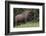 Bison Bull, Yellowstone National Park-Ken Archer-Framed Photographic Print