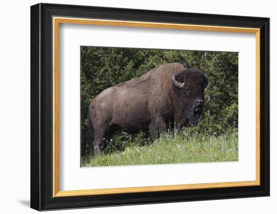 Bison Bull, Yellowstone National Park-Ken Archer-Framed Photographic Print