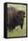 Bison Bull-Ken Archer-Framed Premier Image Canvas