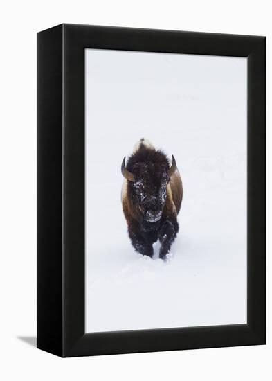 Bison Bull-Ken Archer-Framed Premier Image Canvas