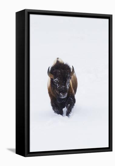 Bison Bull-Ken Archer-Framed Premier Image Canvas