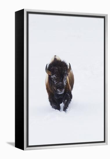 Bison Bull-Ken Archer-Framed Premier Image Canvas