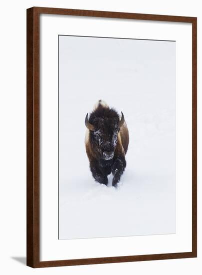 Bison Bull-Ken Archer-Framed Photographic Print