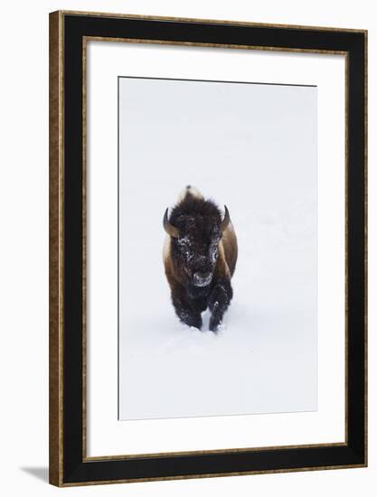 Bison Bull-Ken Archer-Framed Photographic Print