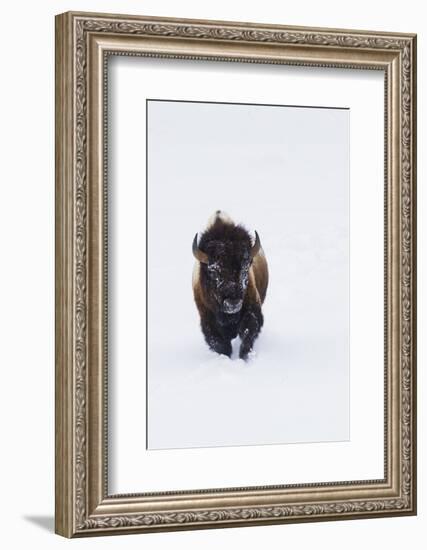 Bison Bull-Ken Archer-Framed Photographic Print