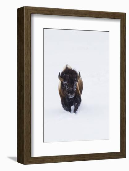 Bison Bull-Ken Archer-Framed Photographic Print