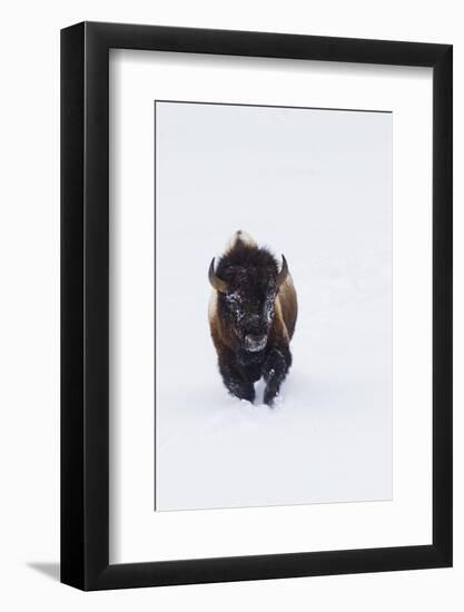 Bison Bull-Ken Archer-Framed Photographic Print