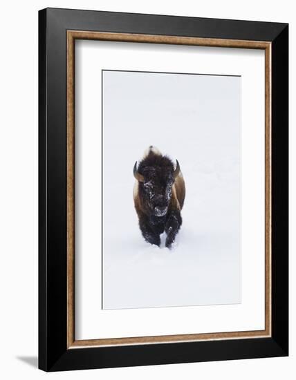 Bison Bull-Ken Archer-Framed Photographic Print