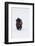 Bison Bull-Ken Archer-Framed Photographic Print