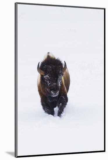 Bison Bull-Ken Archer-Mounted Photographic Print