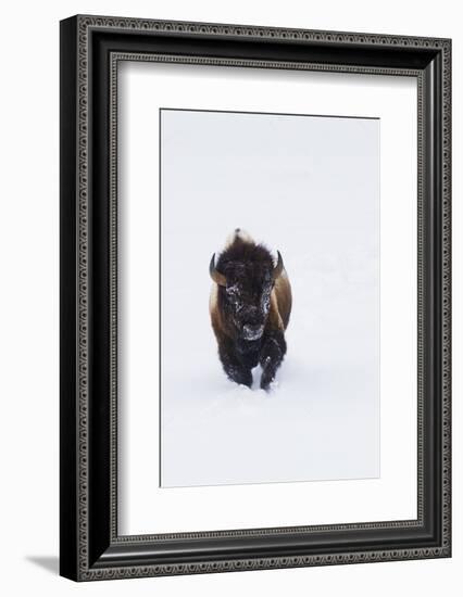 Bison Bull-Ken Archer-Framed Photographic Print